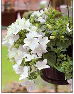 گل استکانی ایتالیایی